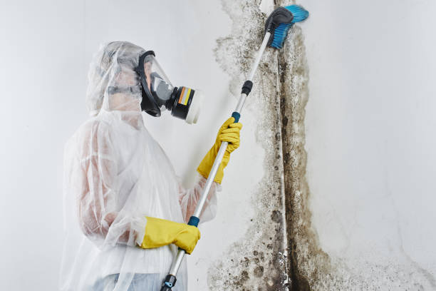 Professional Mold Remediation in Algona, IA