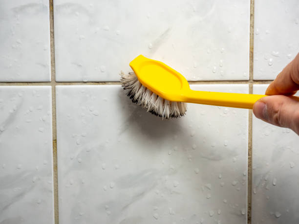 Best Black Mold Remediation in Algona, IA