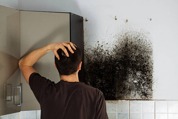 Best Basement Mold Remediation in Algona, IA
